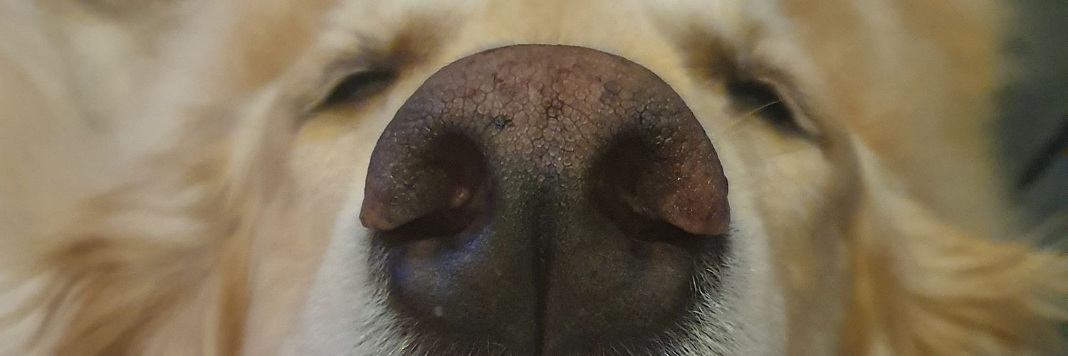 mayaleixo's profile banner image
