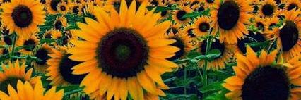 allystillman95's profile banner image