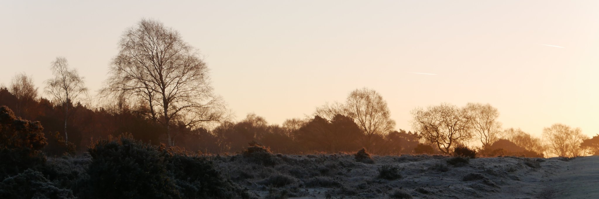 New Forest NT banner
