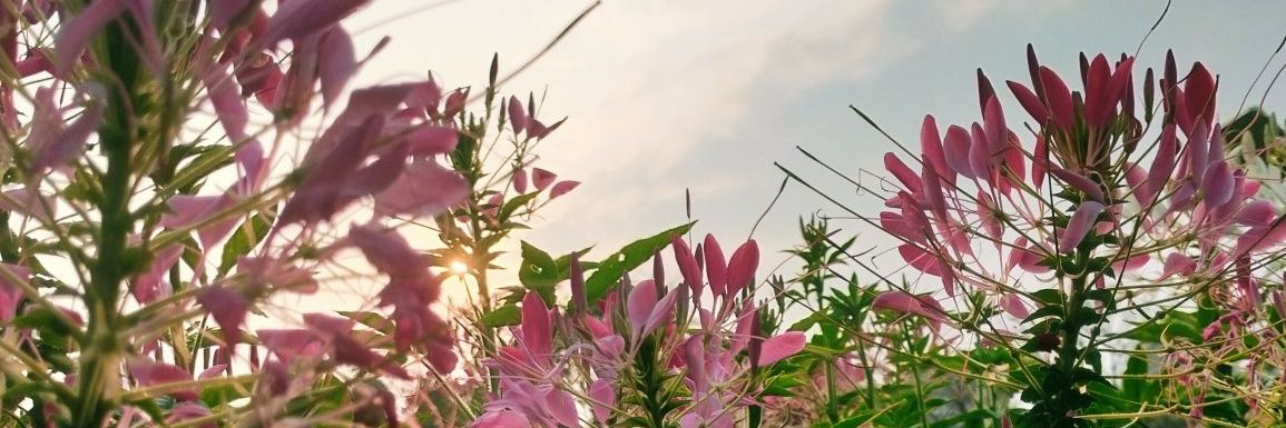 asehawks's profile banner image