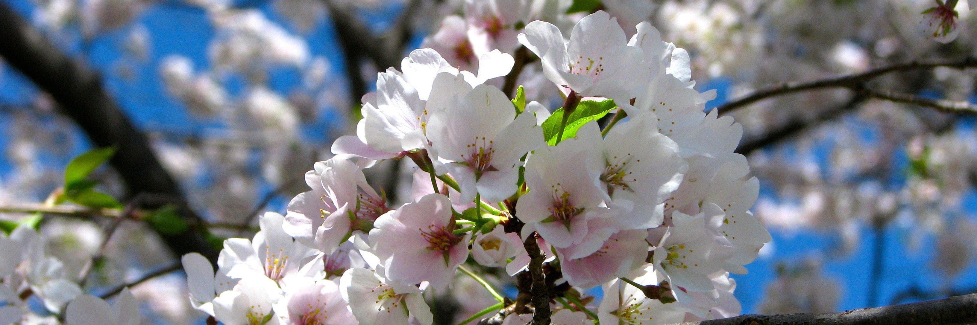 flsciteacher's profile banner image