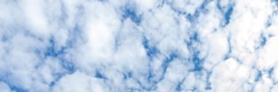 Desert.rose1 banner