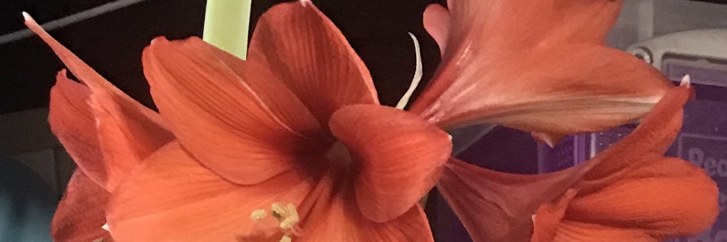 CappieB3's profile banner image