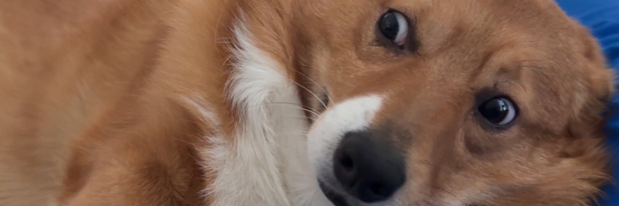 allyllucas's profile banner image