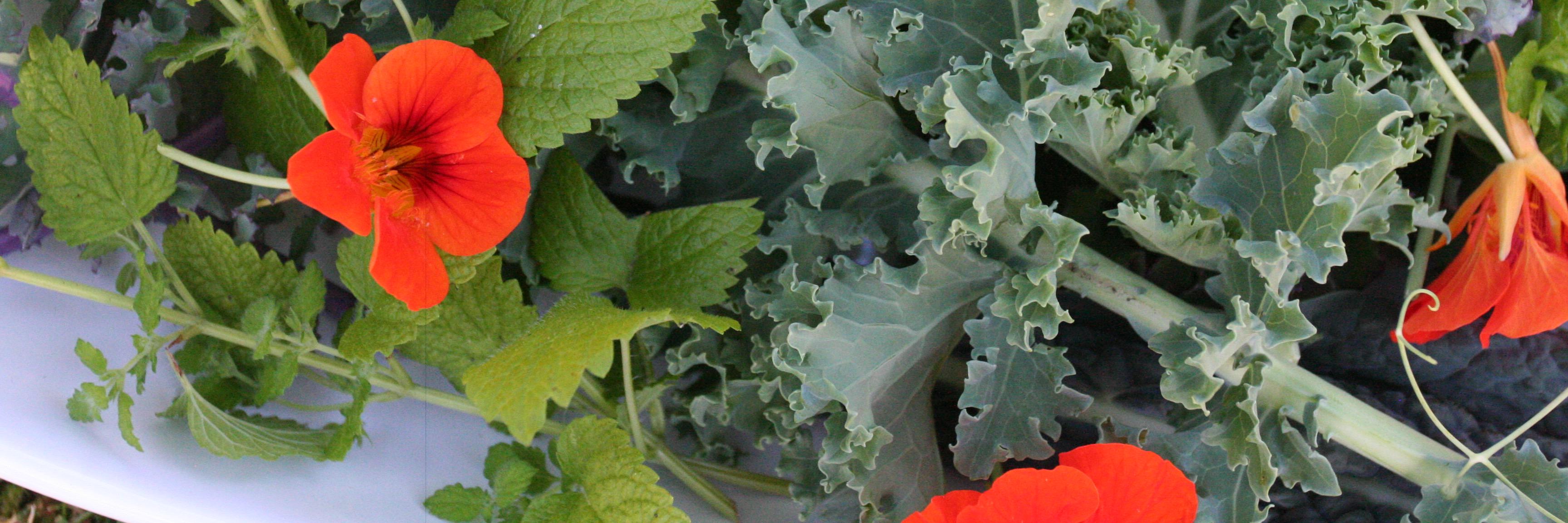 AJsOrganics's profile banner image