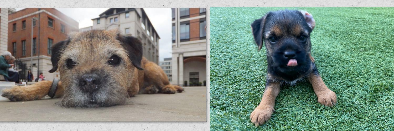 Sir Boots BT - bro to Sir Seb🌈💕 banner