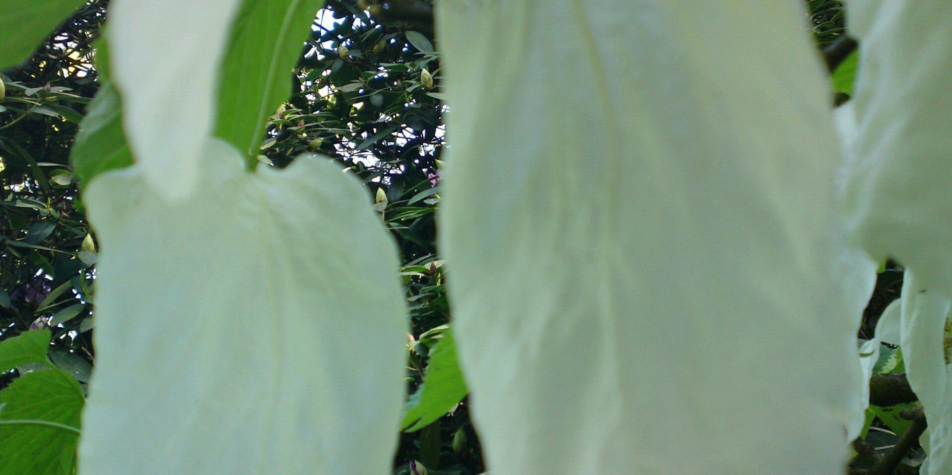 DSmit1968's profile banner image