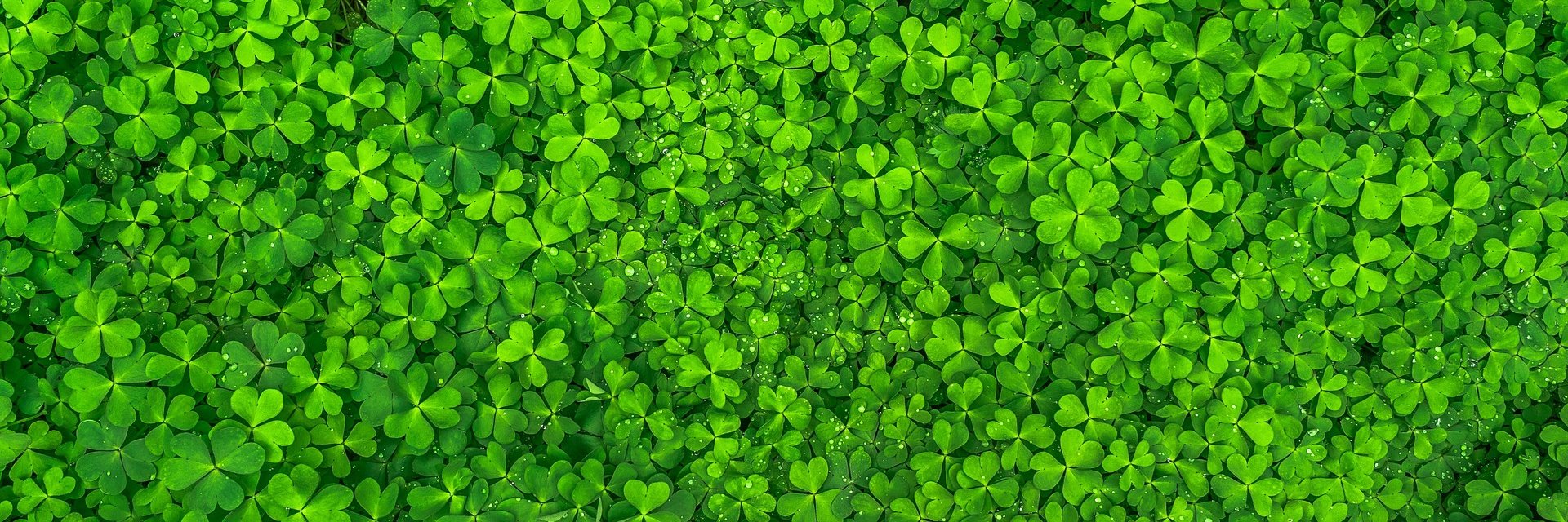 tomponeill's profile banner image