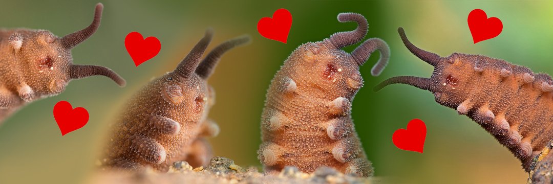 True Centrist Pod 𓅿 banner