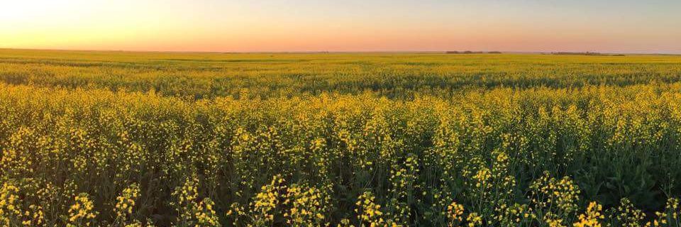 Al VanCaeseele banner