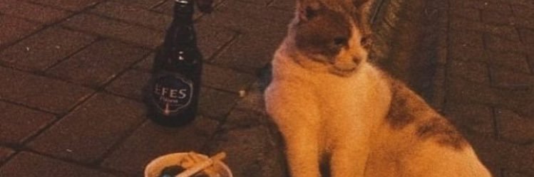 neslibalcii's profile banner image