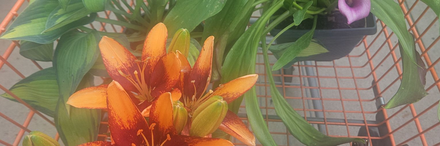 Angmbell1's profile banner image