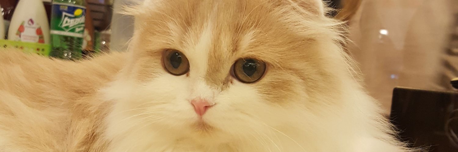 iscacian's profile banner image