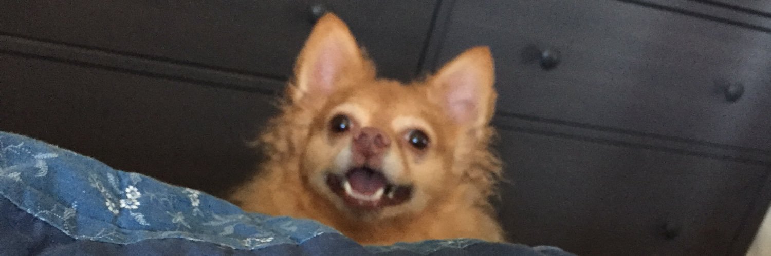 Littlelostcat's profile banner image