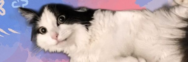 FIGGY 🐾 banner