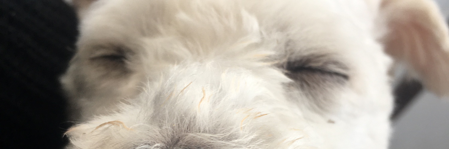 caropadki's profile banner image