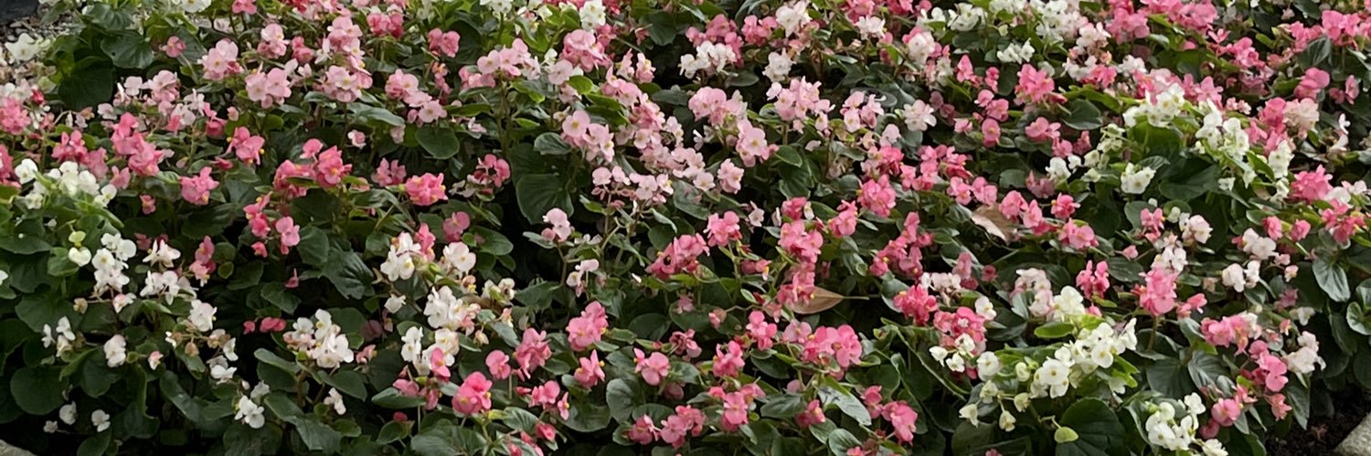 草戒指 banner