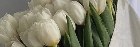 / banner