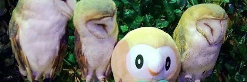 L'Hibou 's banner
