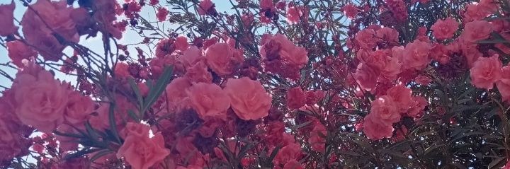 sargp's profile banner image