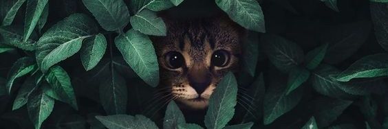 de_binha_'s profile banner image
