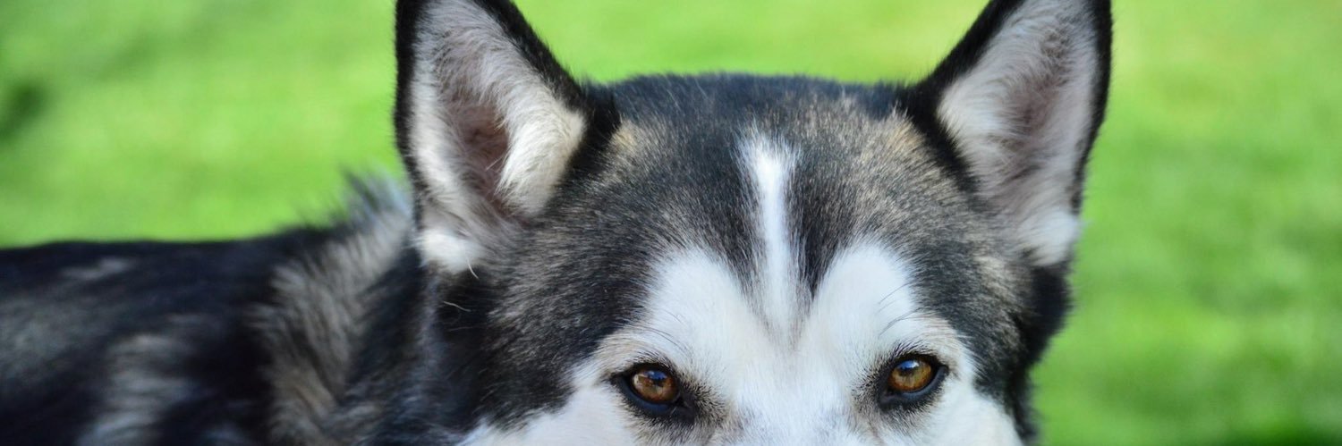 KazyWebb's profile banner image