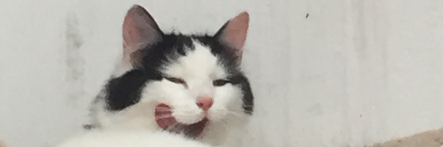 SupercatScout's profile banner image