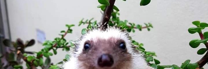 smolnadia_'s profile banner image