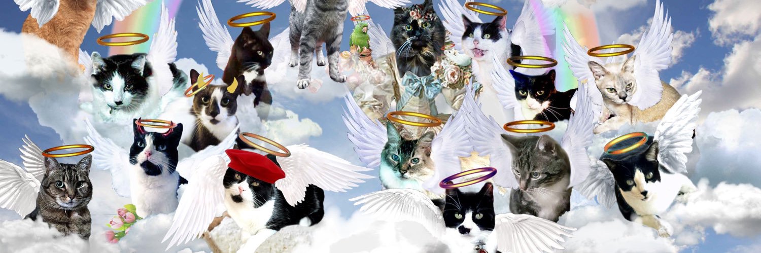 Angel Sooty💔🌈RIP Finlay & Diggy banner