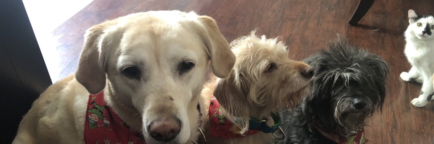 Cinthya Del Portillo banner