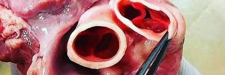medicoibbu's profile banner image