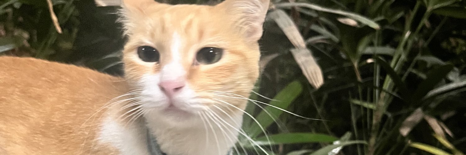 francistried's profile banner image