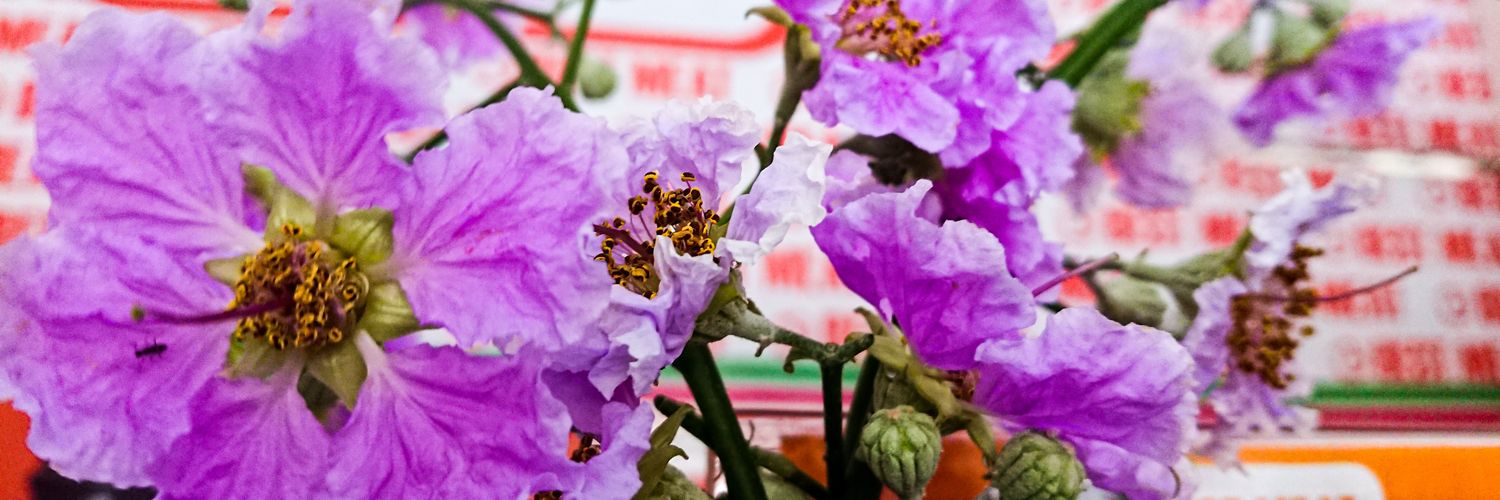 LangKwh's profile banner image