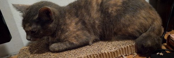 sharowtz Profile Banner