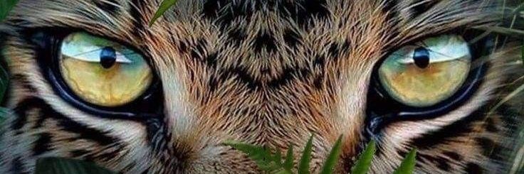 The nature 🐯 banner