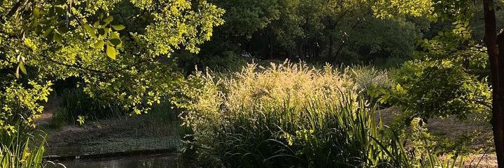 ᯓᡣ𐭩 nay banner