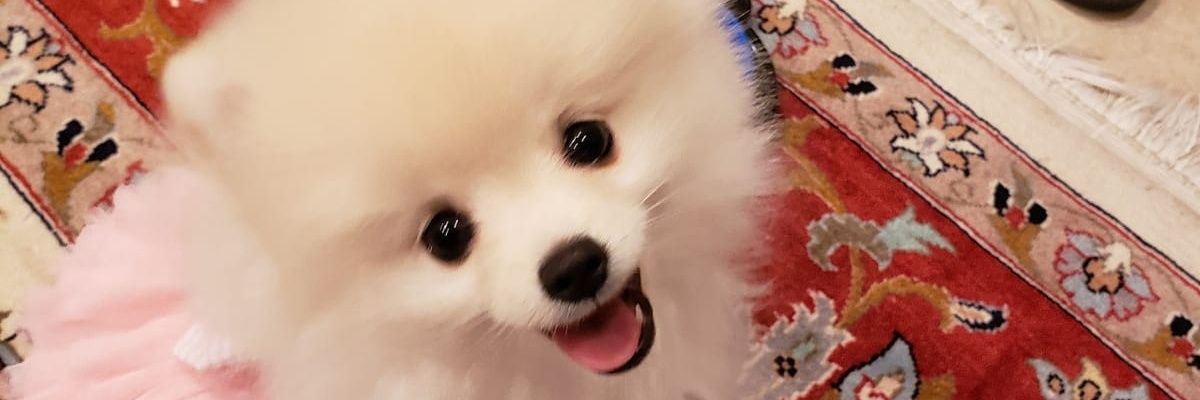 Nuzznuz banner
