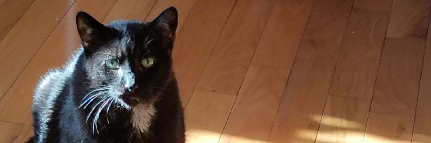 MaggieTonyGinge's profile banner image