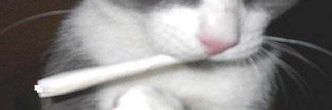 Cat Smoking Le Weed banner