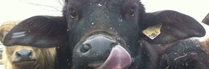 OntWaterBuffalo's profile banner image