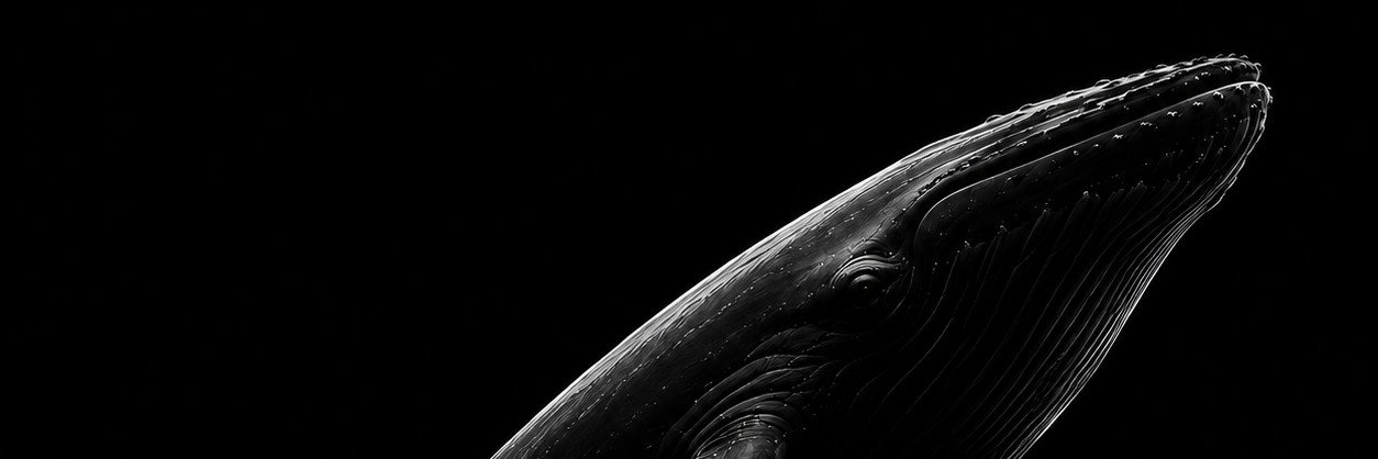 whalealphaa's profile banner image