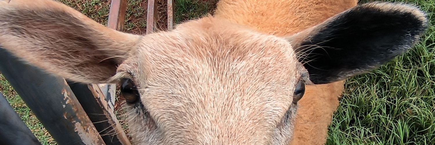 cosmopolitan |🐈‍⬛🐾🐩 banner