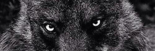 oscatdog's profile banner image