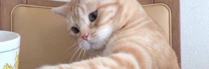 🧚🏻‍♀️ banner