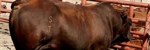 msresii Profile Banner