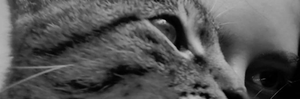 𝒘𝒉𝒂𝒕 𝒅𝒐 𝒊 𝒅𝒐? banner