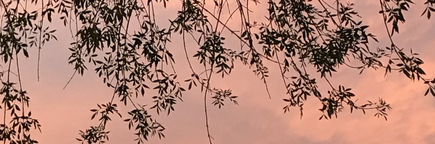 tauro_1823 banner