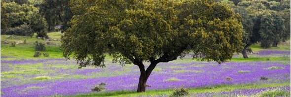 OBEx -Olimpiada de Biología en Extremadura- banner