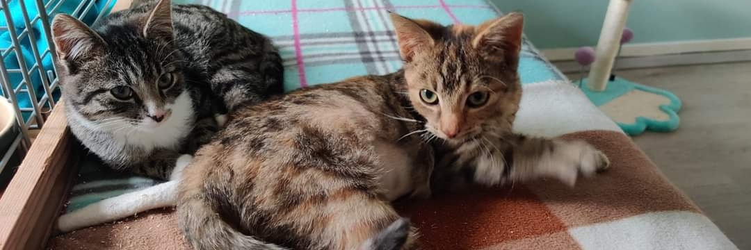 Gijs🐈‍⬛ & Saartje🐈‍⬛ en Antwan🙋🏼‍♂️ banner