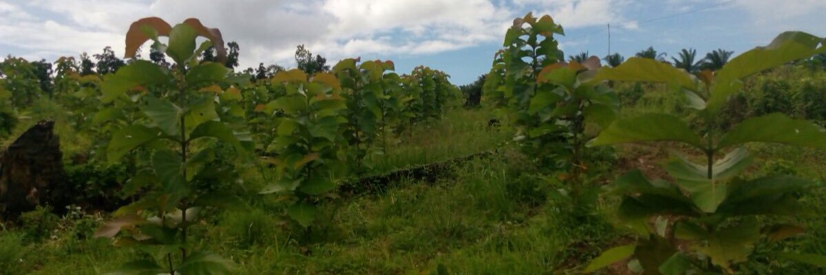 ChefTani's profile banner image